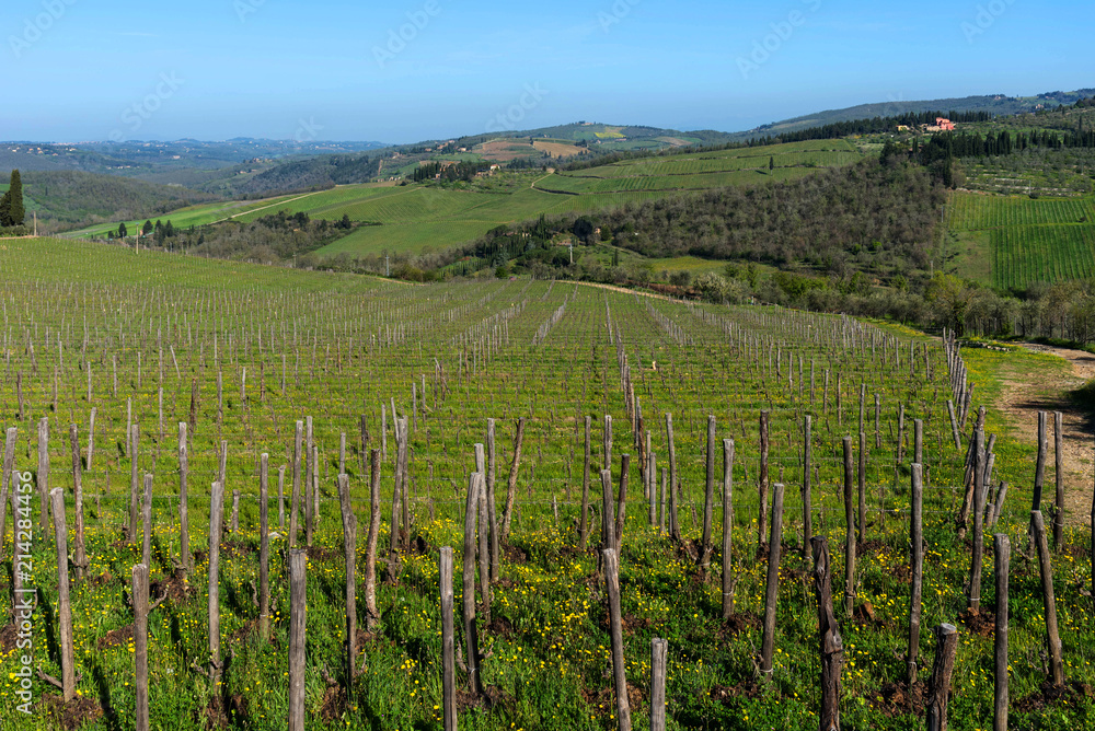 Fototapeta premium Panoramic view of countryside and vineyards in the Chianti region, Tuscany, Italy.