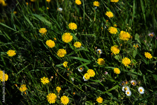 Top view of green grass and dandelion flowers