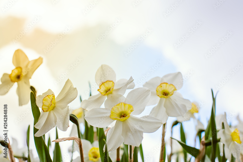 Fototapeta premium Daffodils close - up against a cloudy sky