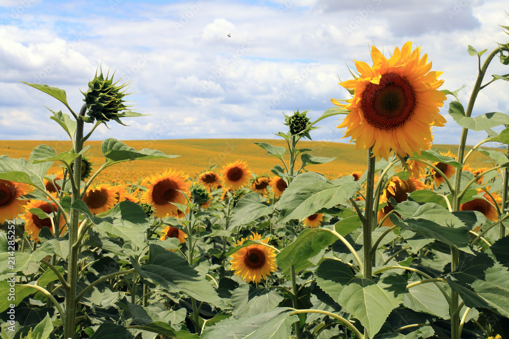 Fototapeta premium Millions of sunflowers growing in fields near the city of Cordoba, in Andalusia, Spain