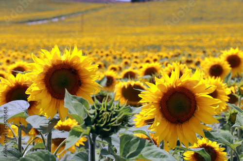 Fototapeta Naklejka Na Ścianę i Meble -  A large plantation of sunflowers near Cordoba, Spain