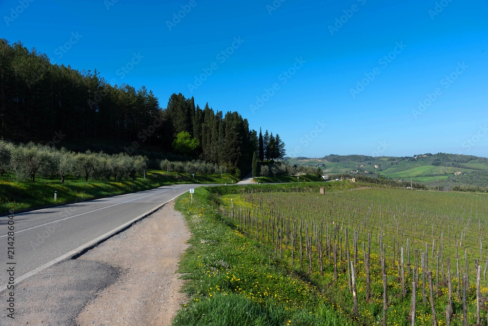 A typical rural landscape and a road in the Chianti region, in Tuscany, Italy, on a sunny summer day. The road is surrounded by vineyards.