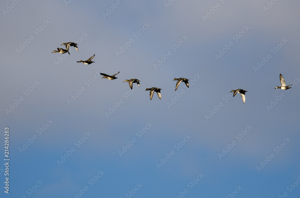 Flock of Ring-Necked Ducks Flying in a Cloudy Sky Flock of Ring-Necked Ducks Flying in a Cloudy Sky