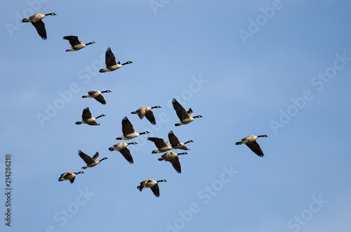 Large Flock of Canada Geese Flying in a Blue Sky © rck