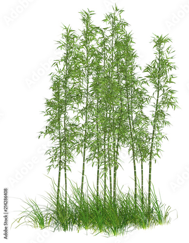 bamboo, tree, 3d, wood, china, garden, decoration, japan, forest, tropical, concept, branch, green, design, nature, eco system, isolated, asia, oriental, natural, realistic, 3d rendering, fence, garde