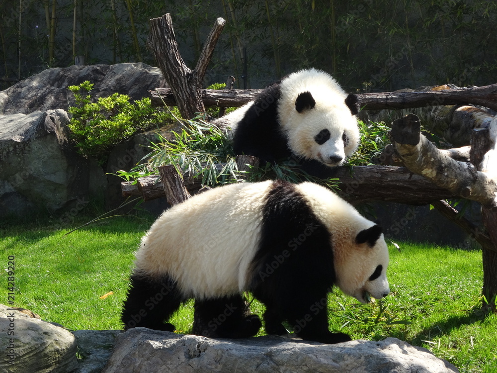 Obraz premium パンダ兄弟