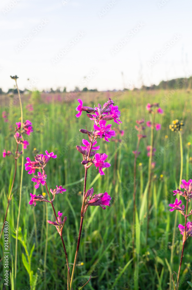 Summer meadow with bright pink inflorescences of the Sticky Catchfly (Silene viscaria) under the evening sunlight. Summer meadow with bright pink inflorescences of the Sticky Catchfly (Silene viscaria) under the evening sunlight.