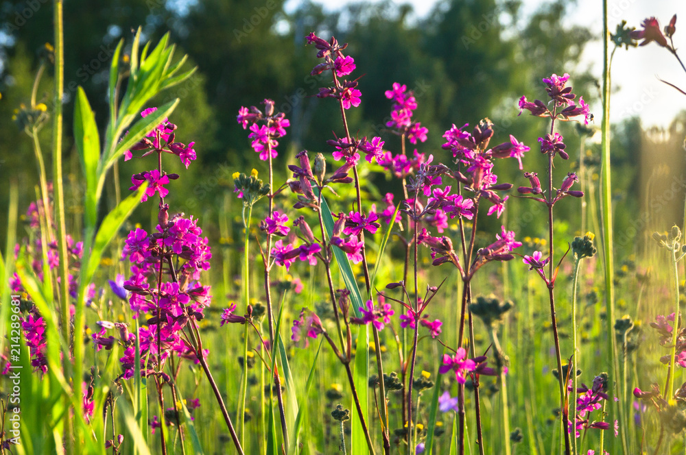 Fototapeta premium Summer meadow with bright pink inflorescences of the Sticky Catchfly (Silene viscaria) under the evening sunlight.