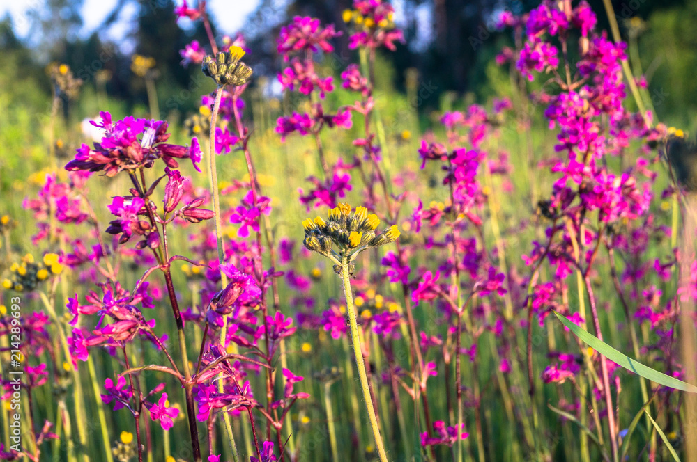 Fototapeta premium Summer meadow with bright pink inflorescences of the Sticky Catchfly (Silene viscaria) under the evening sunlight.