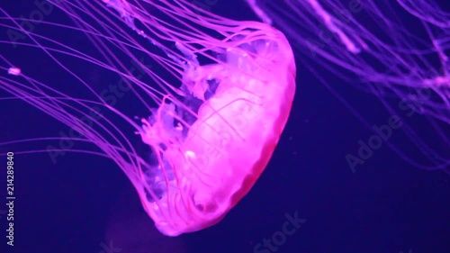 jellyfish sea nettle bio-luminescent bio fluorescent under blue lights, Moon Jellyfish variety swims underwater aquarium  (Aurelia Aurita) saucer jelly medusa Bioluminescence  photo