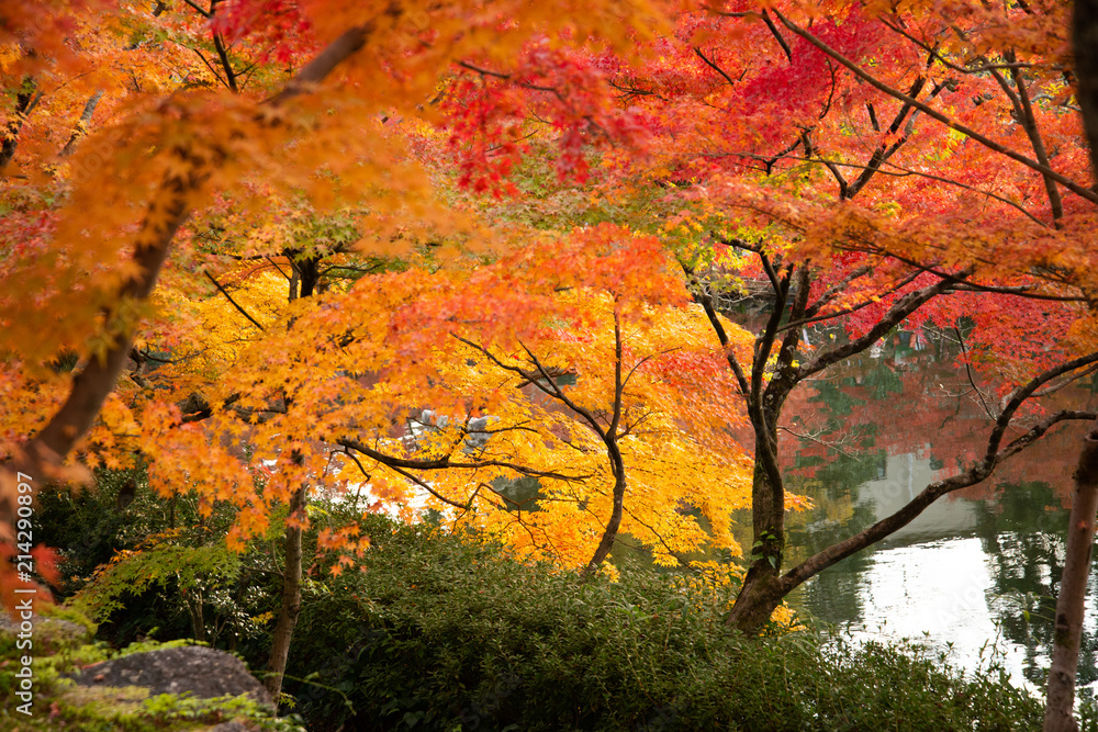 京都 永観堂の紅葉 京都 永観堂の紅葉