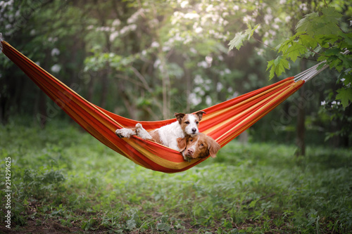 Photography pet in a hammock on vacation