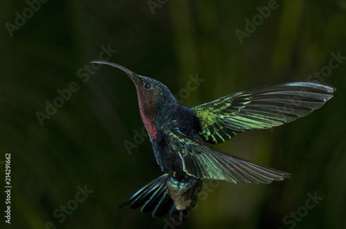 Colibri madère