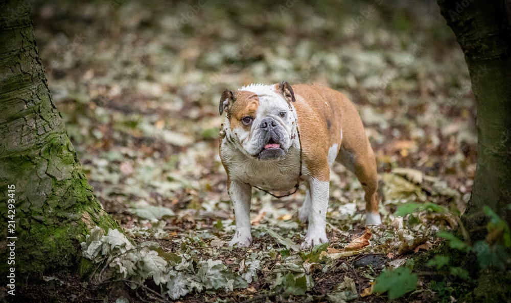 The English Bulldog