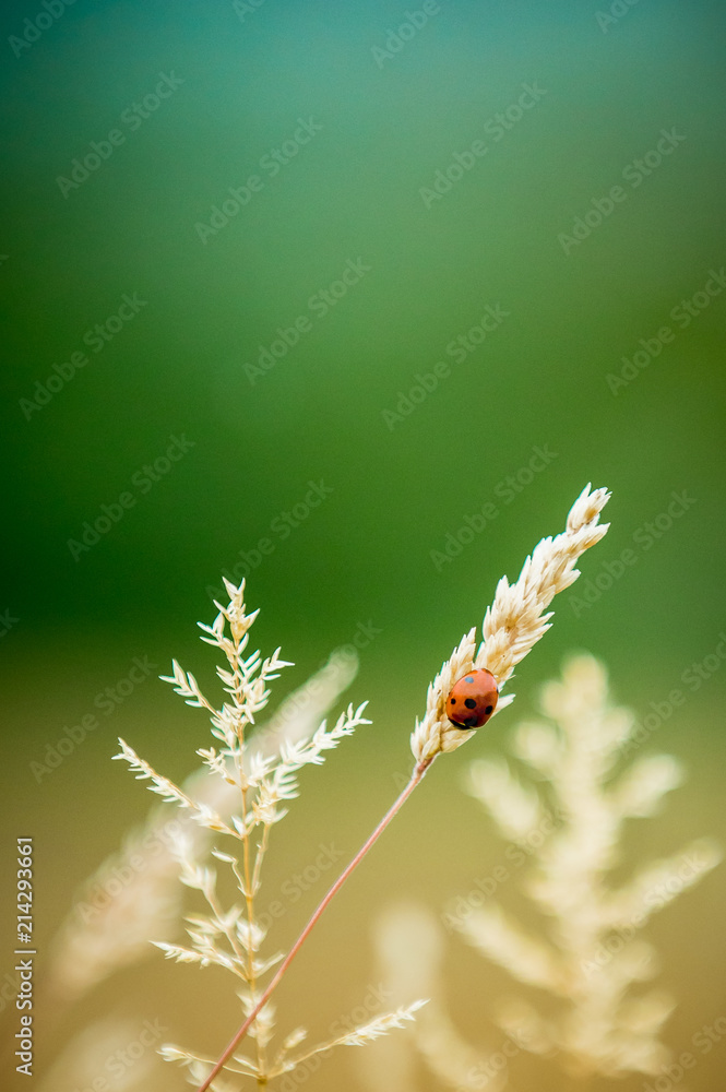Fototapeta premium The Ladybird