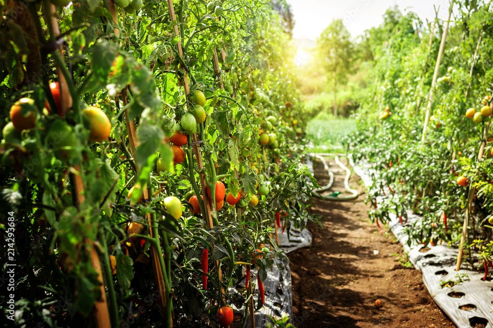 Branch of fresh tomatoes hanging on trees in organic farm, Bali island. Organic tomato plantation. - obrazy, fototapety, plakaty 