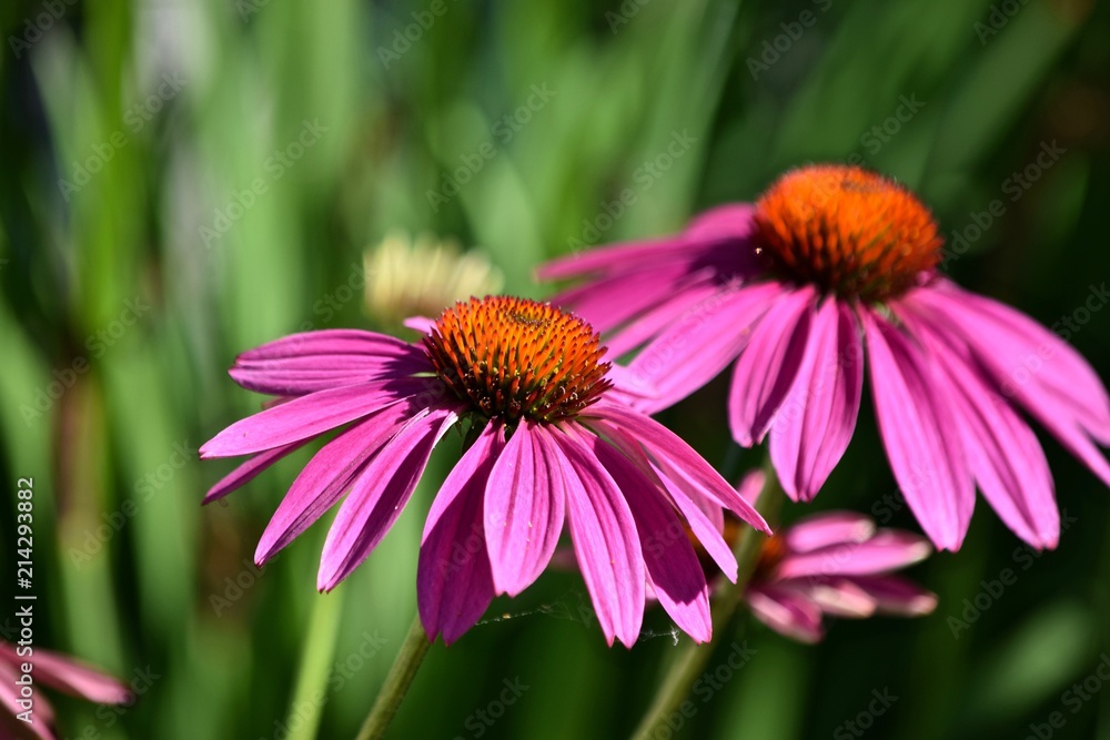 Obraz premium echinacea cone flowers close-up