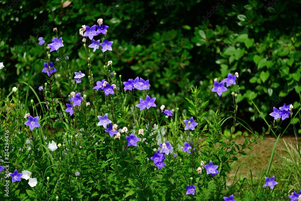 Naklejka premium 満開の桔梗の花