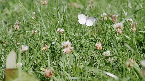 Slow motion shot of a butterfly flying in grass photo