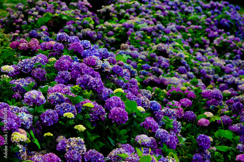Fototapeta Naklejka Na Ścianę i Meble -  満開の紫陽花
