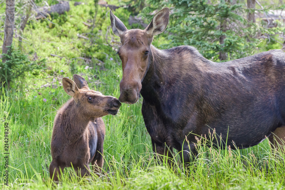 Shiras Moose of The Colorado Rocky Mountains Shiras Moose of The Colorado Rocky Mountains
