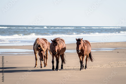 horses on the beach 