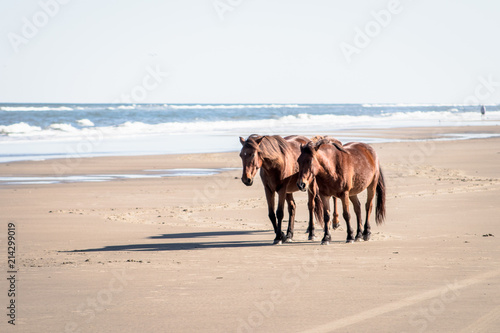 horses on the beach 
