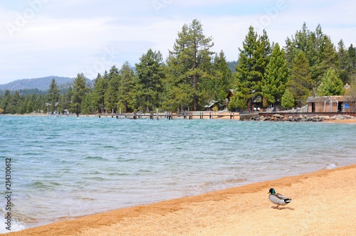 Fototapeta Naklejka Na Ścianę i Meble -  Beautiful Landscape in Spring at Lakeside of Lake Tahoe in California, United States