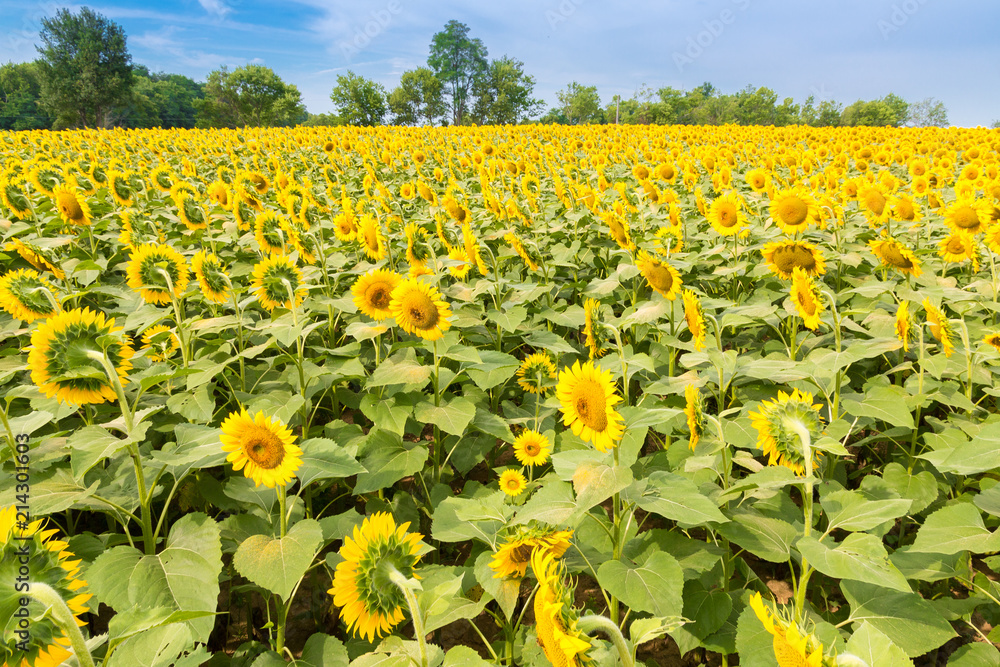 Sunflowers field, summer landscape.