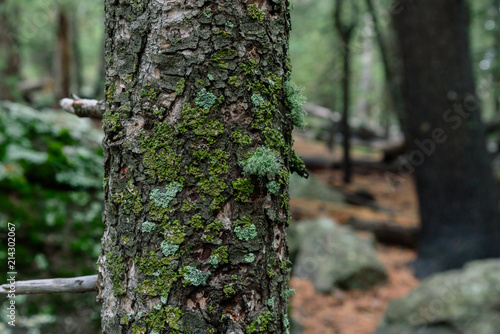 Fototapeta Naklejka Na Ścianę i Meble -  Moss and Lichen on a Forest Giant