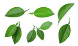 set of lemon green leaf isolated on white background