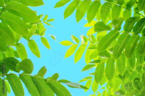  leaves of the walnut tree hallowed in the sun against the blue sky