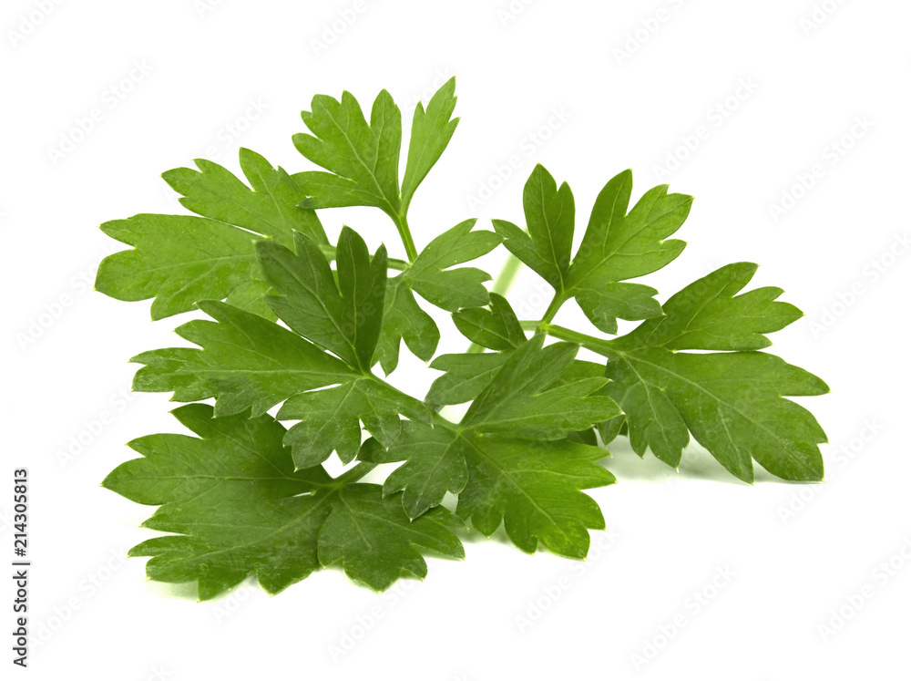 parsley isolated on a white background