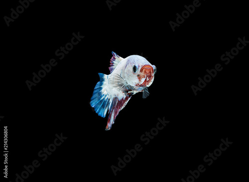 Moving moment of siamese fighting fish  Betta splendens  Plakat Thai  is a popular species of freshwater aquarium fish isolated on black background.