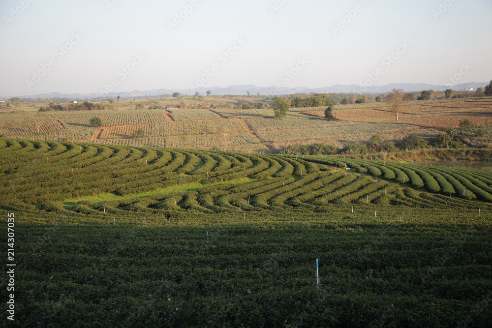 tea farm and other farm