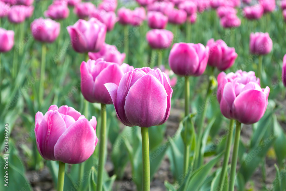 A field of bright pink tulips. Spring Flower.