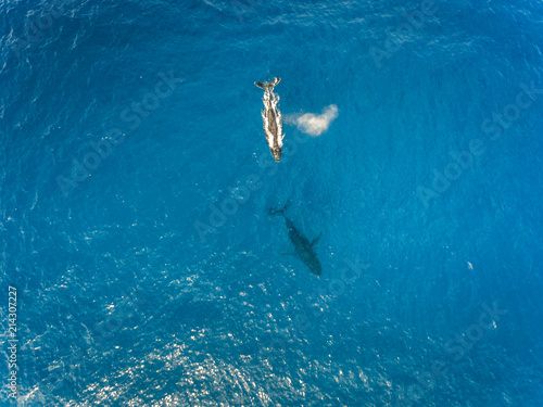 Aerial view of Humpback whales 