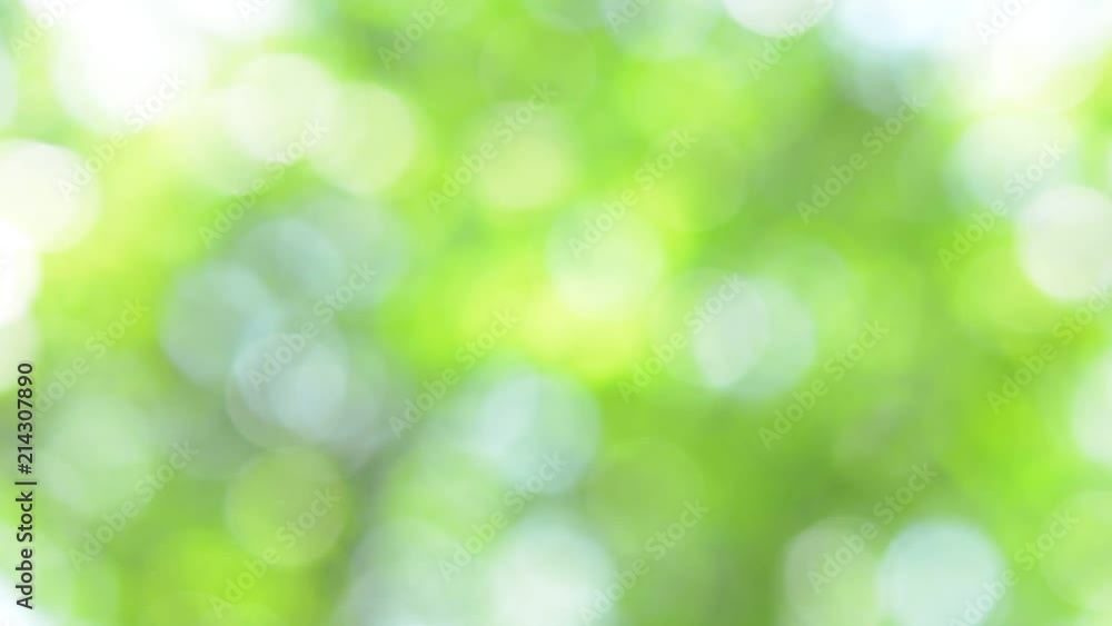木漏れ日 新緑
木漏れ日 新緑