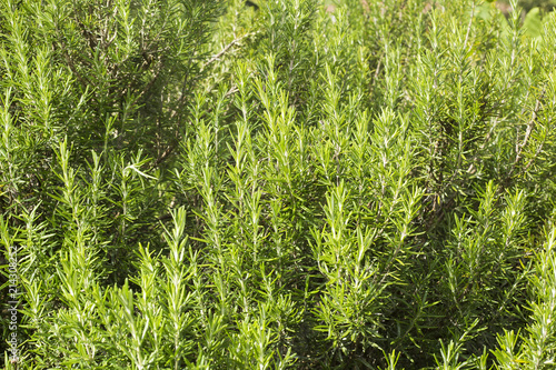 Rosemary plant in the field