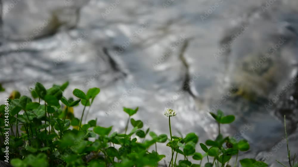 クローバーの花 小川
クローバーの花 小川