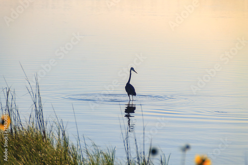 Bird Disturbing the Water