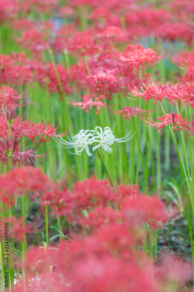 Close - up Red spider lily in autumn Close - up Red spider lily in autumn