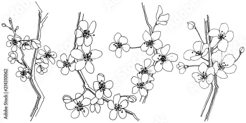 Sakura in a vector style isolated. Full name of the plant: sakura. Vector flower for background, texture, wrapper pattern, frame or border.