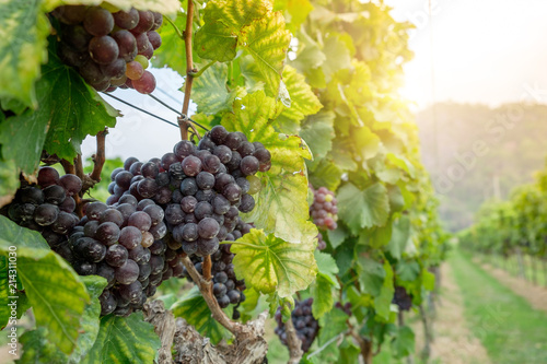 Obraz na płótnie freshly Shiraz grapes, Vineyards in autumn harvest