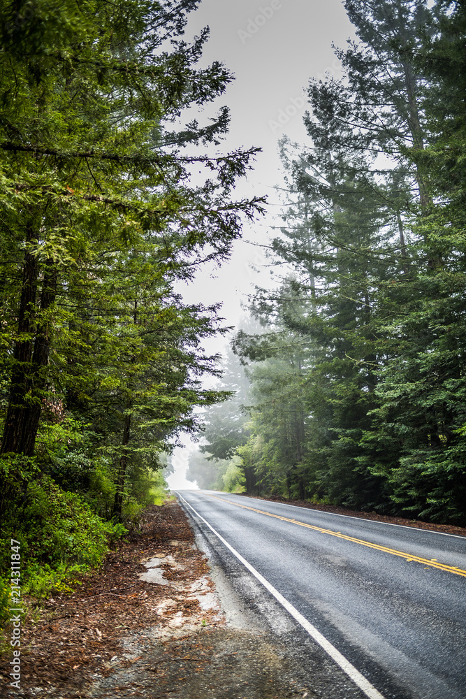 forest fog forest fog