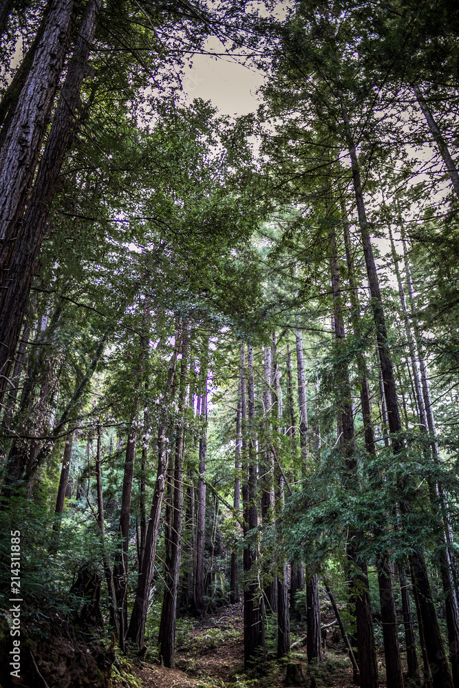 forest fog forest fog