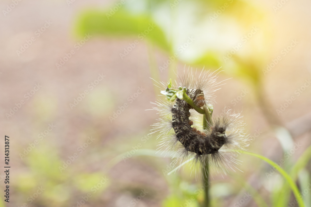 Worm eating green plant with soft light. Worm eating green plant with soft light.