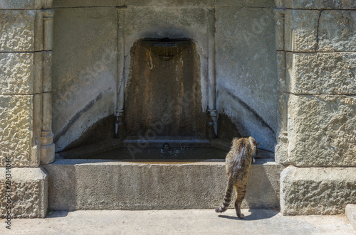 Russia, the Republic of Crimea, the city of Alupka. 06/09/2018: A cat is drinking water from a fountain in the inner courtyard of the Vorontsov Palace © vadim_orlov