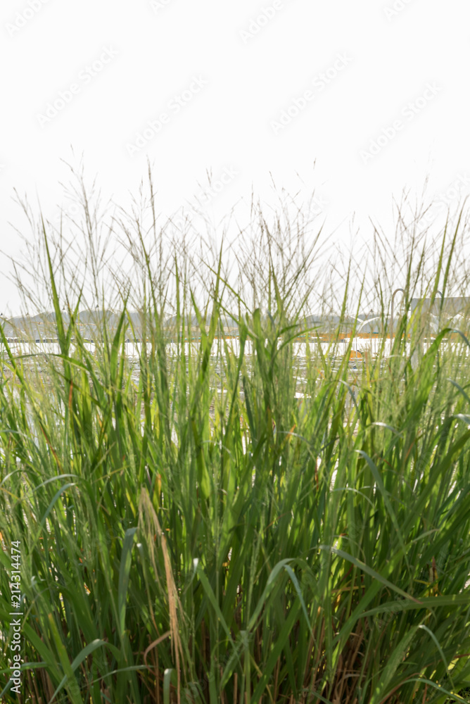 Obraz premium Vegetation on the beach