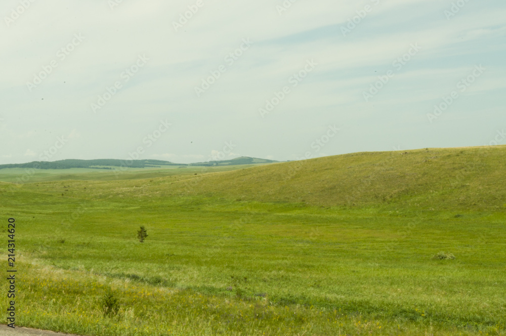 Landscape. Green meadow, field with flowers